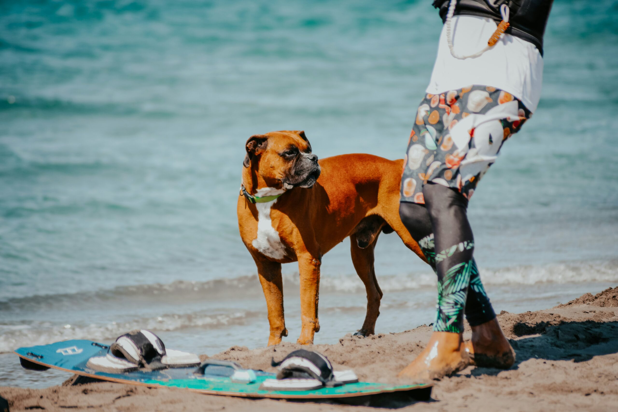 Kitesurf y mascotas: nuestra práctica pet friendly